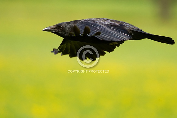 Carrion Crow in Flight