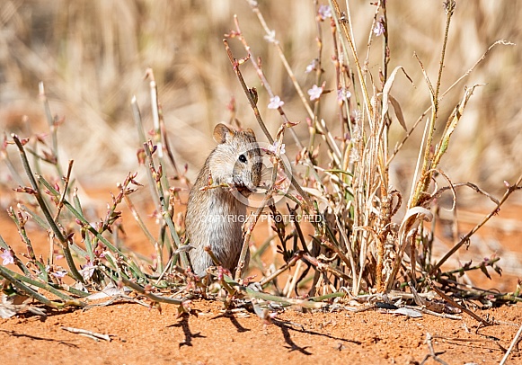 Striped Mouse