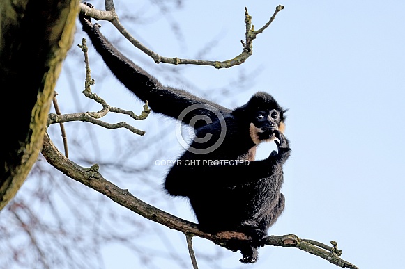Yellow-cheeked gibbon (Nomascus gabriellae)