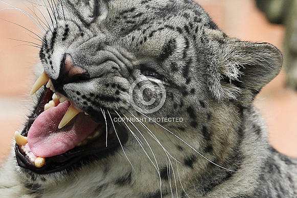 Snow Leopard