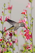 Hummingbirds--Anna