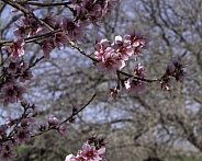 Springtime Plum Tree Flowers in Arizona