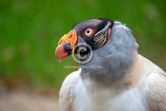 King vulture (Sarcoramphus papa) King vulture (Sarcoramphus papa)