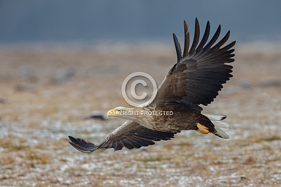 White tailed eagle or European Eagle