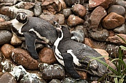 Two Humboldt Penguins Lying Down