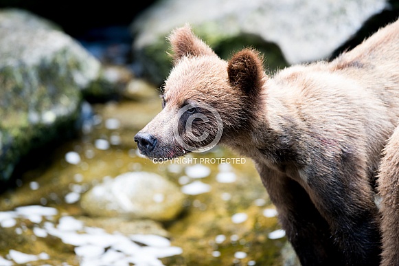 Close up of a wild grizzly bear cub