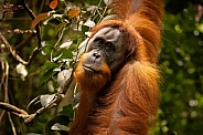 Sumatran orangutan in the jungle.