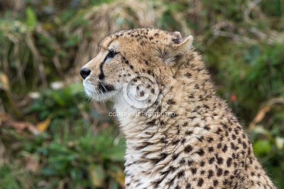 Cheetah Cheetah