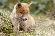 Red Fox cub in nature