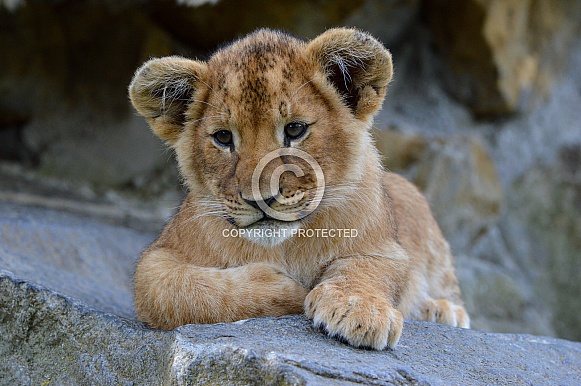 African Lion African Lion