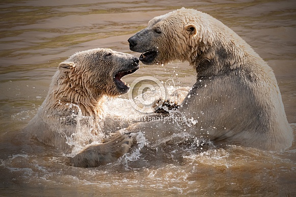 Two Polar Bears Playing In The Water Two Polar Bears Playing In The Water