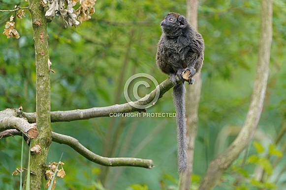 Lac Alaotra bamboo lemur