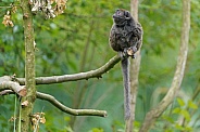 Lac Alaotra bamboo lemur