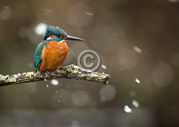 Common Kingfisher in Snow