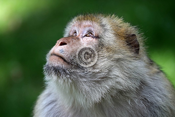 Barbary macaque (Macaca sylvanus)