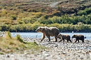Grizzly Bear at Alaska and two cubs