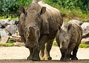 Rhino Mum and Baby
