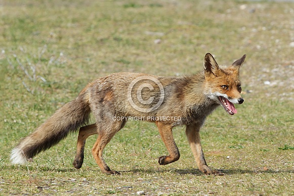 Red Fox in the wild