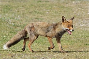 Red Fox in the wild