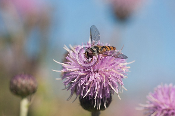 hoverfly