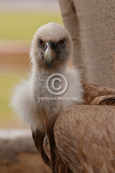 Eurasian griffon Vulture Close up