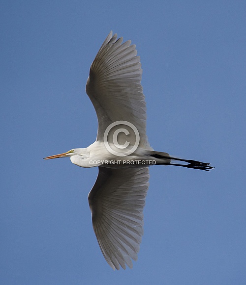 Great egret flying high in the sky