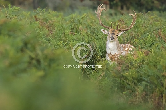Fallow deer stag
