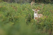 Fallow deer stag