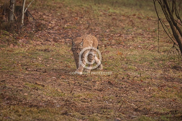 Eurasian lynx in the nature habitat. Beautiful and charismatic animal. Wild Europe. European wildlife. Animals in european forests. Lynx lynx. Eurasian lynx in the nature habitat. Beautiful and charismatic animal. Wild Europe. European wildlife. Animals in european forests. Lynx lynx.