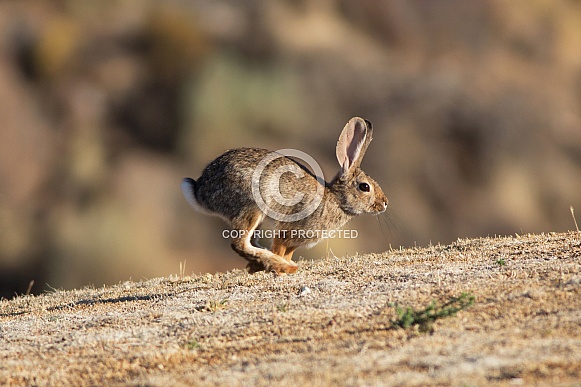 Desert Cottontail Rabbit