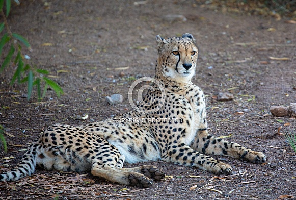 Cheetah resting in the shade