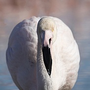 Portrait Flamingo