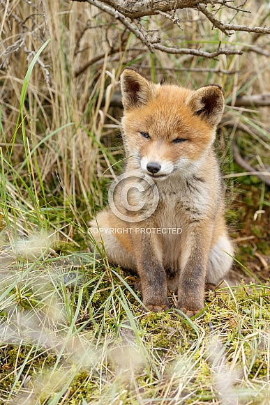 Red fox cubs