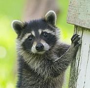 Raccoons