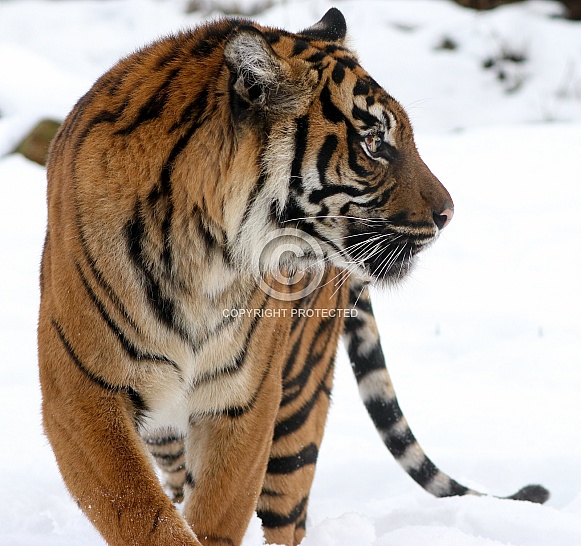 Sumatran tiger