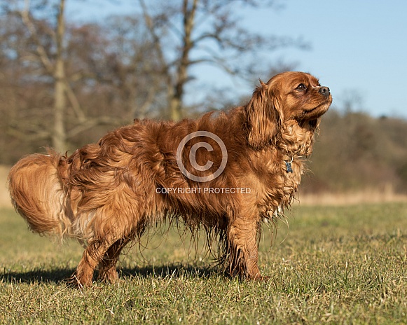Ruby Cavalier King Charles Spaniel