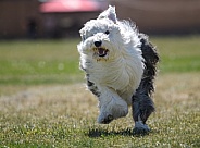 Old English sheepdog in the grass running