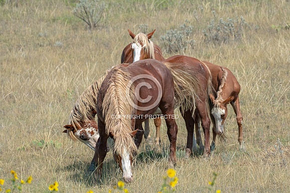 Wild Horse (Equus caballus)