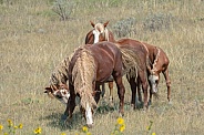 Wild Horse (Equus caballus)