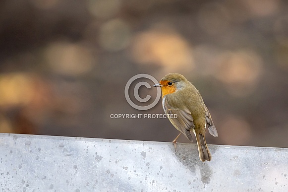 European robin (Erithacus rubecula) European robin (Erithacus rubecula)