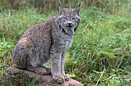 Canada Lynx Sitting On A Rock