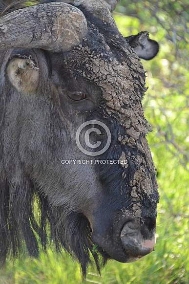 Blue Wildebeest