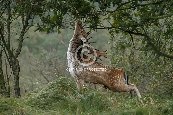 Fallow deer Fallow deer