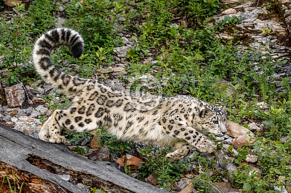 Snow Leopard-Snow Leopard Pounce Snow Leopard-Snow Leopard Pounce