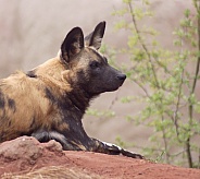 African Wild Dog