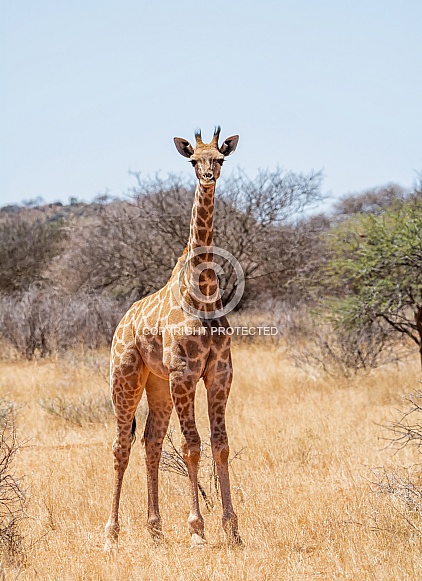 Giraffe Giraffe