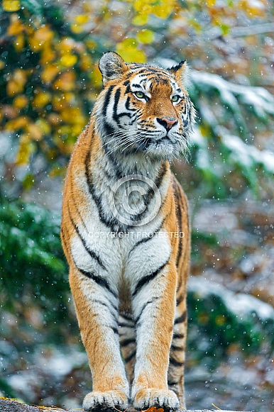Amur Tiger