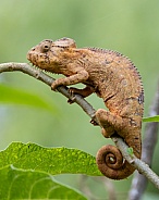 Male Malagasy Giant Chameleon