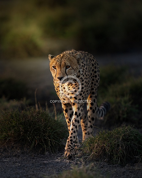 Cheetah on a path at sunset