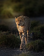 Cheetah on a path at sunset